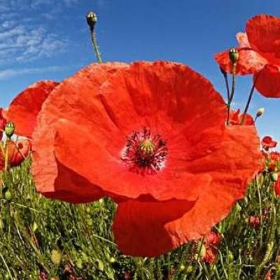 奇异果体育下载手机版